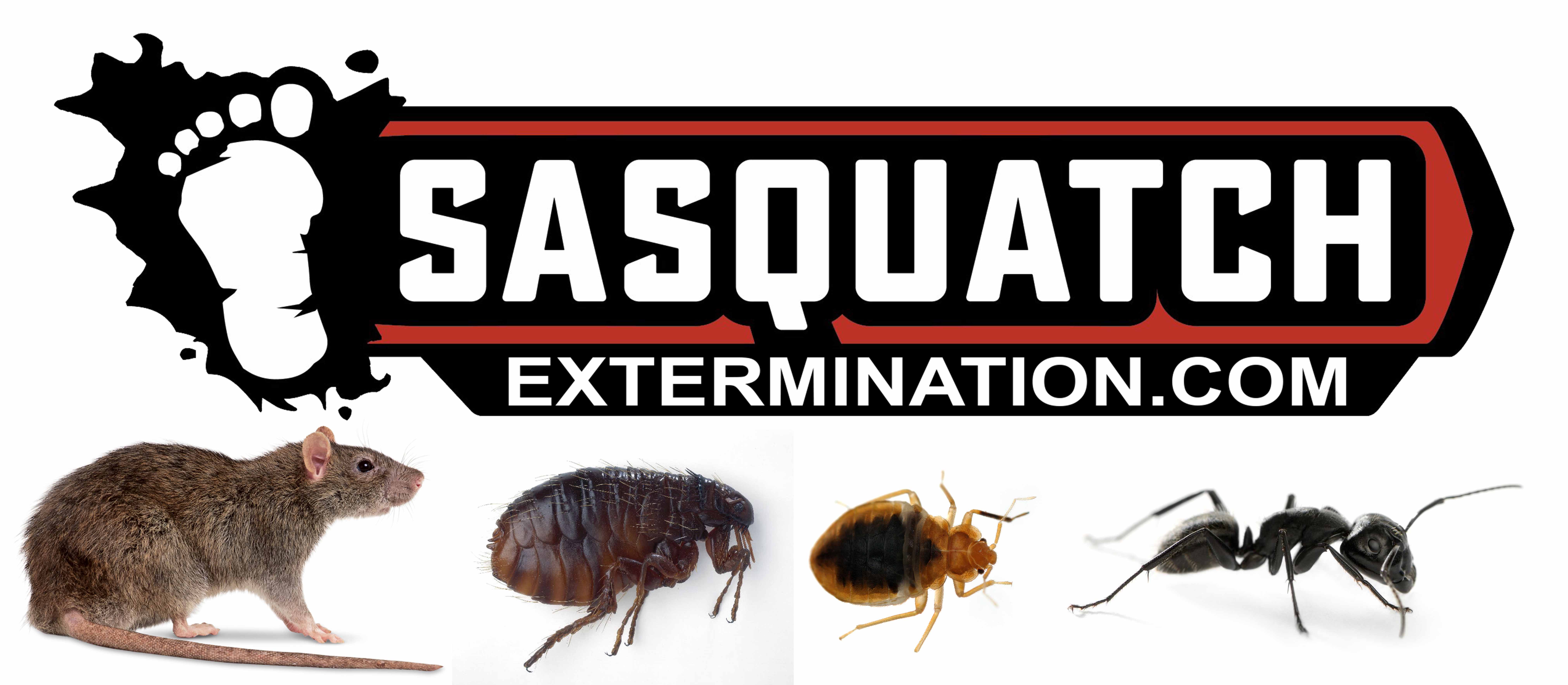 Poison souris : Extermination